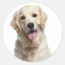 Search for golden retriever puppy stickers Dogs