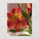 Search for flower blessings postcards Floral