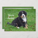 Search for bernese mountain dog invitations Puppy