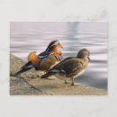 Search for wild duck postcards Photography