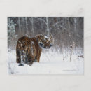 Search for snow tiger postcards Wildlife