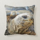 Search for tortoise cushions Reptiles