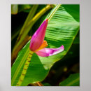 Search for banana leaf posters Floral