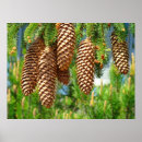 Search for pine photography Pinecone