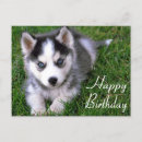 Search for husky birthday cards Huskies