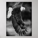Search for black wing posters Animals