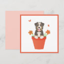 Search for australian shepherd cards Blue merle