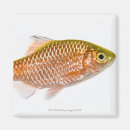 Search for rosy magnets Animal