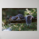 Search for woodland animals posters Outdoors