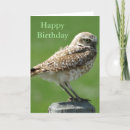Search for burrowing cards Nature photography