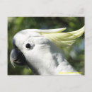 Search for sulphur postcards Australian wildlife