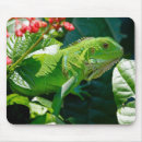 Search for green iguana mousepads Tropical