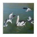 Search for pelican tiles Wildlife