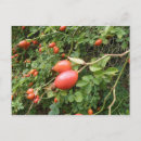 Search for juicy postcards Red