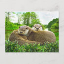 Search for river otters postcards Animals