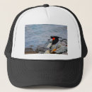 Search for avian hats Wild