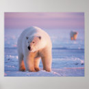 Search for ursus posters Mammal