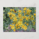Search for country countryside postcards Floral