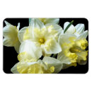 Search for daffodills magnets Mother