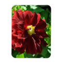 Search for flexible Flower