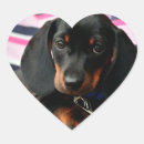 Search for cute face stickers Puppy