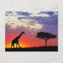 Search for wildlife reserve postcards Giraffe