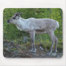 Search for reindeer mousepads Photography