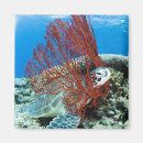 Search for sea turtle magnets Outdoors
