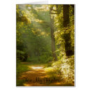 Search for rays of light Forest