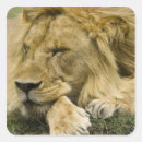 Search for african lion stickers Nature