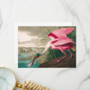 Search for spoonbill cards Wildlife