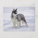 Search for husky birthday cards Huskies