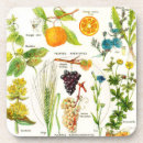 Search for herb garden coasters Flower