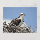 Search for ospreys postcards Raptor