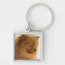 Search for pomeranian key rings Head and shoulders