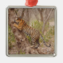 Search for rare christmas tree decorations Wildlife