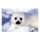 Search for harp seal posters Cute