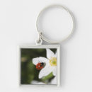 Search for ladybirds key rings Nature