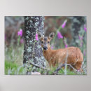 Search for roe posters Deer