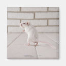 Search for gerbil home living Animal