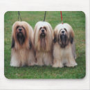 Search for apso Puppy