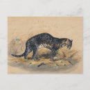 Search for ocelot postcards Animals