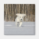 Search for snow white magnets Dog