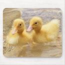 Search for fuzzy mousepads Nature