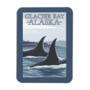 Search for orca whale magnets Whales