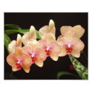 Search for horticultural posters Garden