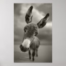 Search for hey posters Animal