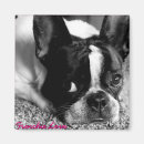 Search for bulldog magnets Photography