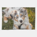 Search for australian shepherd tea towels Puppy