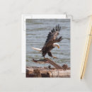Search for flying eagle photography Bird of prey